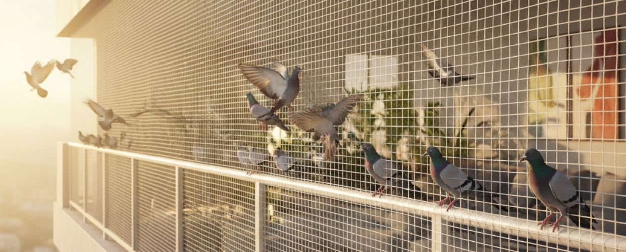 Pigeon Safety Nets in HSR Layout